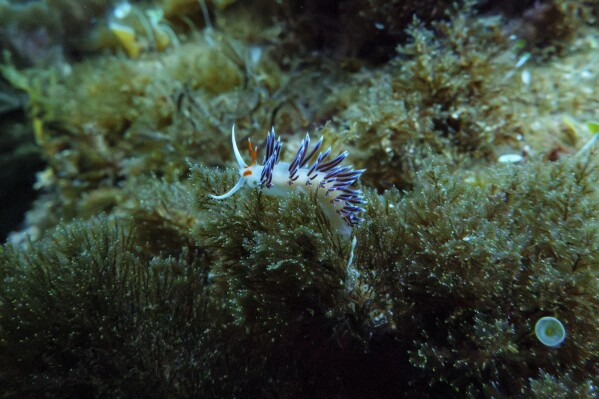 The wandering cratena, or subtle, can be seen in the protected areas of Porquerolus National Park in France, prior to the UN Ocean Conference on Friday, June 6, 2025.
