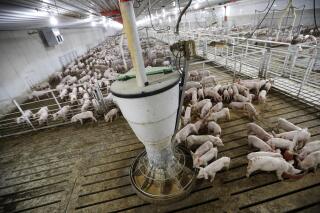 FILE - Hogs feed in a pen in a concentrated animal feeding operation, or CAFO, on the Gary Sovereign farm, in Lawler, Iowa on Oct. 31, 2018. The Iowa Supreme Court on Thursday, June 30, 2022, reversed a longstanding precedent that allowed landowners to sue for damages when a neighboring hog farm causes water pollution or odor problems that affect quality of life. The court concluded, 4-3, that a 2004 decision was wrong.. (AP Photo/Charlie Neibergall File)