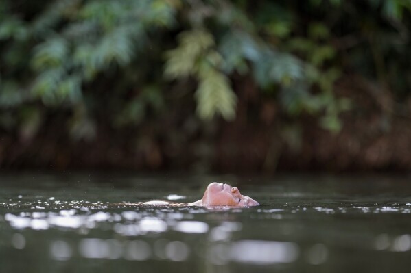 An Indigenous Wari' boy swims in the Komi Memem River, named Laje in non-Indigenous maps, at Wari' community in Guajara-Mirim, Rondonia state, Brazil, Thursday, July 13, 2023. (AP Photo/Andre Penner)