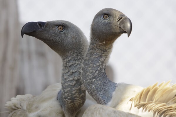 A pair of Cape vultures is seen in their enclosure at the Vulture Programme at Boekenhoutkloof near Hartbeespoort Dam, South Africa, Wednesday, Sept. 22, 2011. (AP Photo/Denis Farrell, File)
