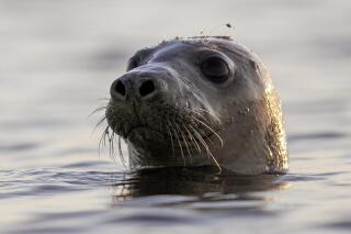 FILE-A harbor seal looks around in Casco Bay in this July 30, 2020 file photo off Portland, Maine. A research team at Colgate University has developed SealNet, a facial recognition database of seal faces created by taking pictures of dozens of harbor seals in Maine. (AP Photo/Robert F. Bukaty, Files)
