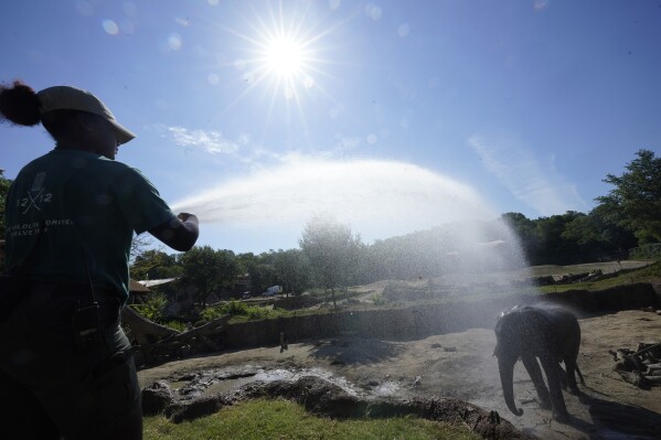 Zoologist Kris Marshall uses a water canon to help an elephant keep cool from the heat at the Dallas Zoo in Dallas, Friday, June 30, 2023. (AP Photo/LM Otero)