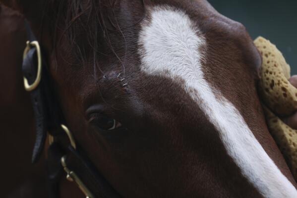 Staples are seen on the eyelid of Mage as he is groomed ahead of the Preakness Stakes horse race at Pimlico Race Course, Saturday, May 20, 2023, in Baltimore. (AP Photo/Julia Nikhinson)