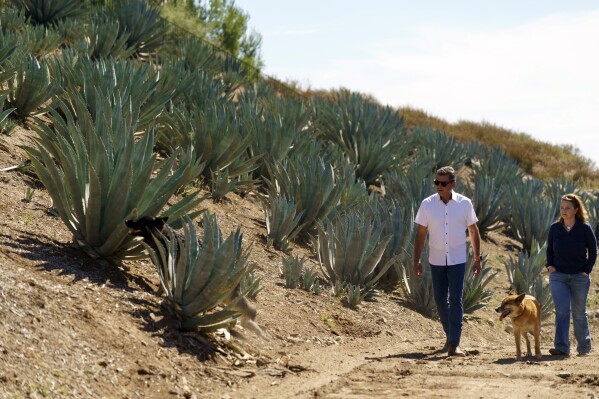 Leo Ortega and his wife walk around their property, surrounded by blue agave plants, in Murrieta, Calif., Tuesday, Oct. 17, 2023. Ortega started growing blue agave plants on the hillsides of his Southern California home because his wife liked the way they looked. Today, his property is littered with what some say could be a promising new crop for water-challenged California. (AP Photo/Damian Dovarganes)