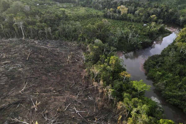 Cut down trees, on the left, lie near the limit of the Cordillera Azul National Park, Peru's Amazon, Oct. 3, 2022. (AP Photo/Martin Mejia, File)