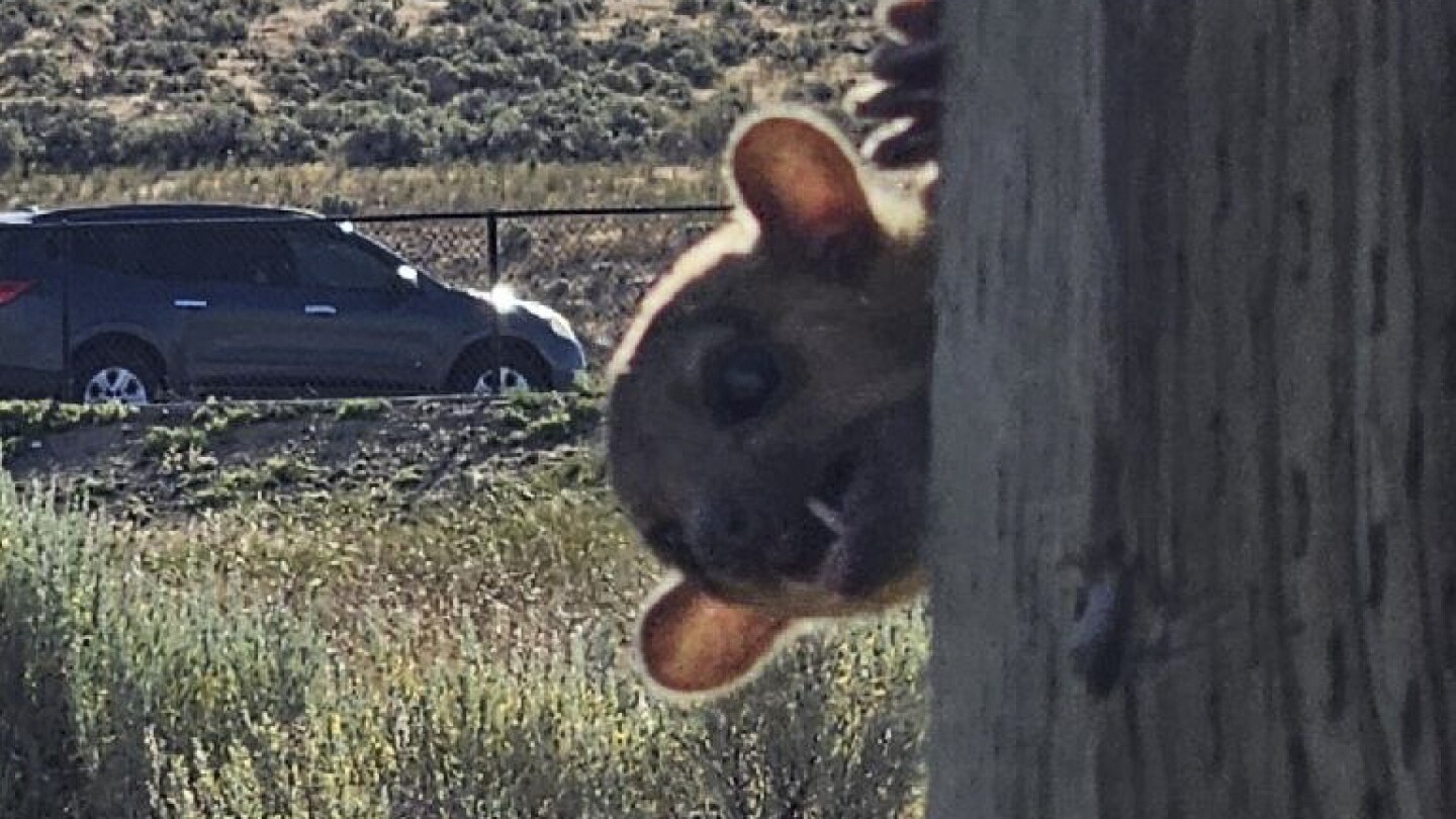 This image provided by the Washington Department of Transportation shows a kinkajou at the Selah Creek Rest Area Eastbound in Yakima County, Wash., Su