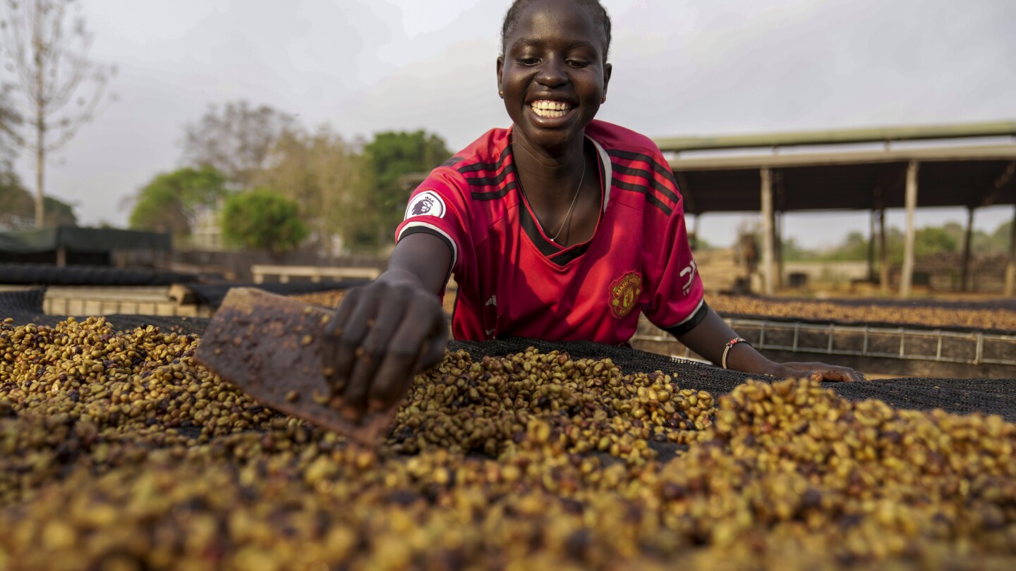 As warming climate hammers coffee crops, South Sudan tests a tougher species