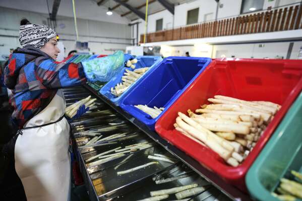A farm worker sorts white asparagus at the Jakobs-Hof farm in Beelitz, Germany, Thursday, April 3, 2025. (AP Photo/Markus Schreiber)