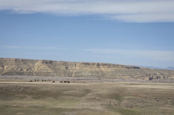 Newly relocated buffalo integrate with part of the herd during a buffalo release at the Eastern Shoshone Buffalo Enclosure on Friday, April 11, 2025, on the Wind River Reservation near Morton, Wyo. (AP Photo/Amber Baesler)