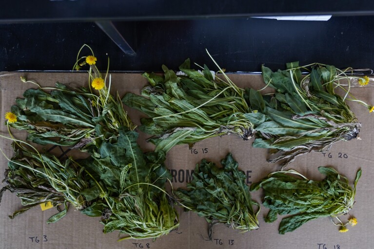 Harvested rubber dandelions sit on a table inside a laboratory, Tuesday, Feb. 6, 2024, in Wooster, Ohio. Many companies tout the promise of alternative crops such as dandelions to fight climate change. (AP Photo/Joshua A. Bickel)