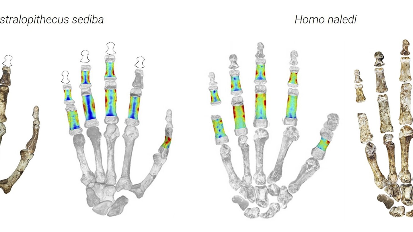 Early human ancestors used their hands to both climb trees and make tools, new study shows