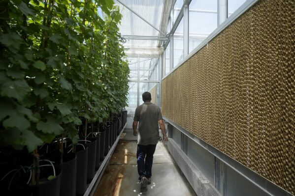 Bill Werner, lead greenhouse manager of the College of Agricultural and Environmental Sciences at the University of California, Davis, walks between plants and evaporative cooling pads at the Core Greenhouse Complex  in Davis, Calif., May 20, 2024. (AP Photo/Jeff Chiu, File)