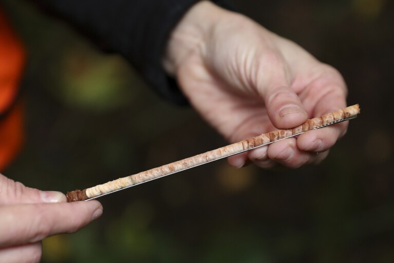 Christine Buhl, a forest health specialist for the Oregon Department of Forestry, holds a tree core from a dead western red cedar, showing healthier rings toward the right of the sample and more drought-affected rings to the left, at Magness Memorial Tree Farm in Sherwood, Ore., Wednesday, Oct. 11, 2023. (APPhoto/Amanda Loman)