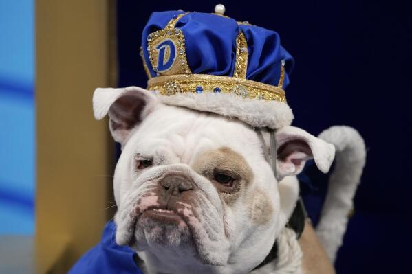 Patch, owned by Jennifer Hinton, of Fort Dodge, Iowa, sits on the throne after being crowned the winner of the 44th annual Drake Relays Beautiful Bulldog Contest, Monday, April 24, 2023, in Des Moines, Iowa. The pageant kicks off the Drake Relays festivities at Drake University where a bulldog is the mascot. (AP Photo/Charlie Neibergall)