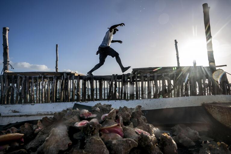 Ricardo Cooper hops on a pen, known as a crawl, to lock the lid after loading his boat with live conch to bring to a fish market Saturday, Dec. 3, 2022, in West End, Grand Bahama Island, Bahamas. The government has explored new conservation measures, such as stricter rules about minimal harvesting size, to reduce fishing pressure and let the conch reproduce. (AP Photo/David Goldman)