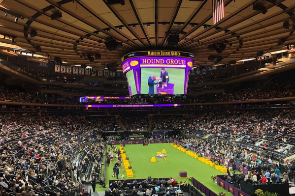 Madison Square Garden is shown during the hound group judging at Westminster Kennel Club dog show on the first night of the competition, Monday, Feb. 11, 2019, in New York. (AP Photo/Nat Castaneda)