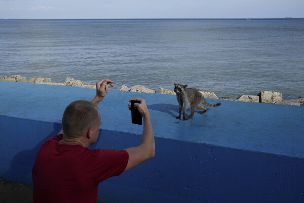 Aleksandr Surgin, a Russian migrant deported from the U.S., photographs a raccoon on the waterfront after visiting the Canadian Embassy in Panama City, in an attempt to seek asylum, Tuesday, March 18, 2025. (AP Photo/Matias Delacroix)