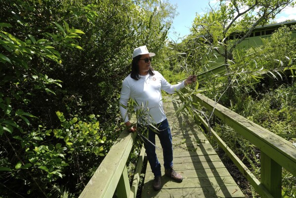 Curtis Osceola, chief of staff for the Miccosukee Tribe of Indians of Florida, uses a machete to cut back branches of an invasive Brazilian pepper tree on Big Hammock, one of many tree islands inside the Miccosukee Indian Reservation in the Florida Everglades. The tribe's Fish and Wildlife Department, as well as individual members, take an active role in invasive species control and native species reintroduction. (AP Photo/Rebecca Blackwell)