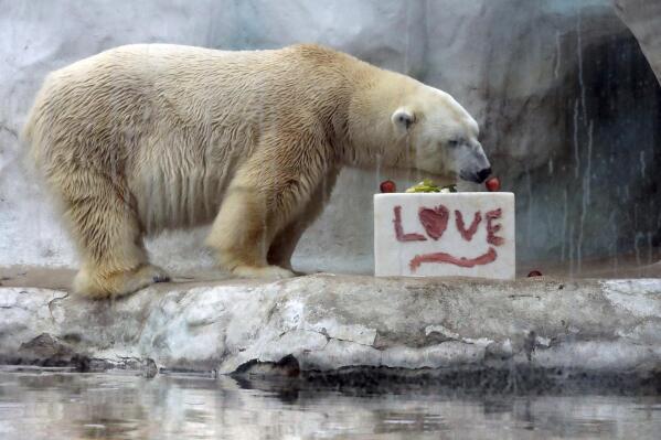 In this Feb. 13, 2021, photo, a crowd watches Marty, a polar bear at the Toledo Zoo, eat a Valentine's Day treat, in Toldo, Ohio. The polar bear who was a fixture at the Toledo Zoo for more than two decades has died due to kidney disease. Michael Frushour, the zoo's curator of mammals, told The Toledo Blade that Marty was euthanized Nov. 4, 2021, less than a month shy of his 25th birthday. (Amy E. Voigt/The Blade via AP)