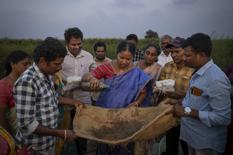 V Vanisaree, center, district project manager RySS, a regional government backed not-for-profit that promotes natural farming, demonstrates techniques of how to shield seeds with natural inoculants to the members of a group in Pamidipadu village, Bapatla district of southern India's Andhra Pradesh state, Sunday, Feb. 11, 2024. (AP Photo/Altaf Qadri)