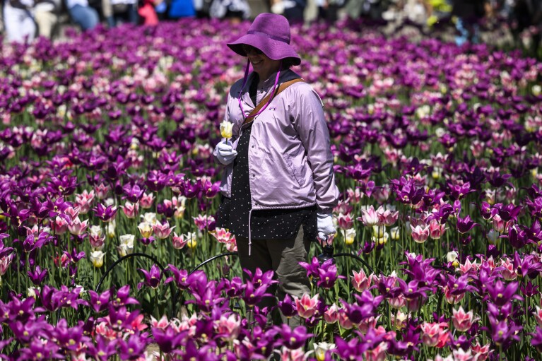FILE - A woman dressed in purple stands among the tulips during the Canadian Tulip Festival at Commissioners Park in Ottawa, on May 13, 2023. (Justin Tang /The Canadian Press via AP, File)