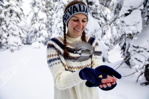 This photo provided by the University of Nevada, Reno shows University of Nevada, Reno student Michelle Werdann feeds a wild Mountain Chickadee pine nuts at Chickadee Ridge in Mount Rose Meadows, Nevada, Friday, Jan. 6, 2023.(Jennifer Kent/University of Nevada, Reno via AP)