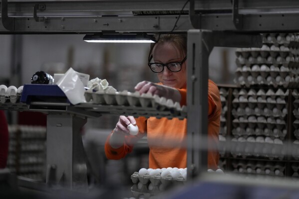 Crystal Adams, wearing orange to identify her as a prison worker, inspects eggs as she works as an order runner at Hickman's Family Farm egg-packaging operation in Tonopah, Ariz., Thursday, March 14, 2024. In many states, prisoners are denied everything from disability benefits to protections guaranteed by OSHA or state agencies that ensure safe and healthy conditions for laborers. In Arizona, for instance, the state occupational safety division doesn't have the authority to pursue cases involving inmate deaths or injuries. (AP Photo/Carolyn Kaster)