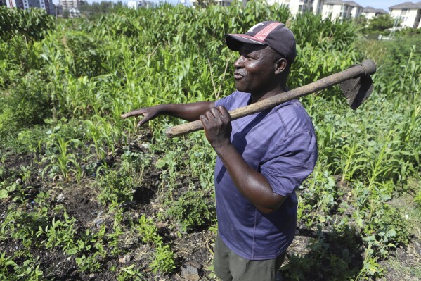 Benson Wanjala talks about the health of his soil at his farm in Machakos, Kenya, Tuesday, May 21, 2024. (ĢӰԺ Photo/Andrew Kasuku)