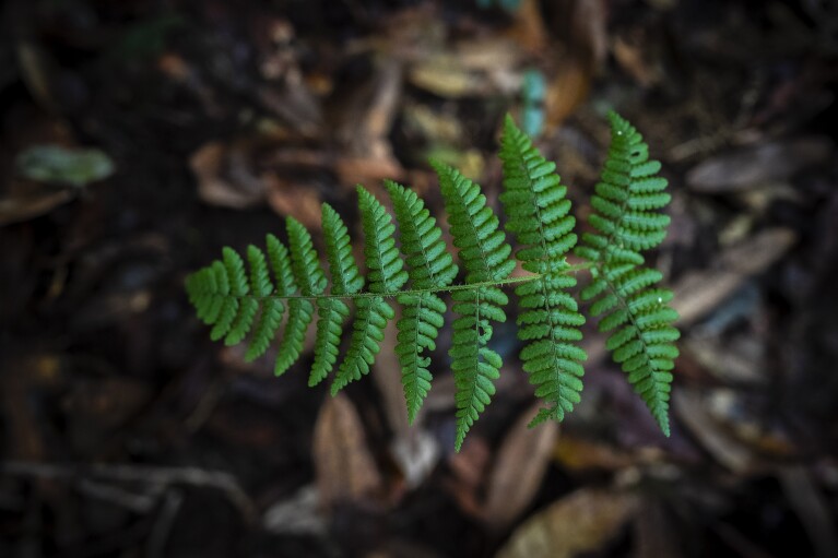 A fern grows in the lush green Swer sacred forest in the East Khasi Hills region of Meghalaya near Cherrapunji, an area about 35 miles southwest of Shillong, which is among the wettest in the world, a state in northeastern India, Thursday, Sept. 7, 2023. (AP Photo/Anupam Nath)