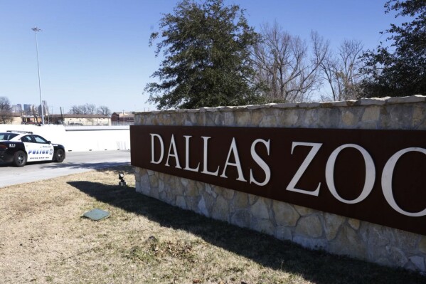 FILE - A Dallas police vehicle sit at an entrance of the Dallas Zoo, Jan. 13, 2023. On Monday, Feb. 5, 2024, animal cruelty charges were dropped against Davion Irvin, the 25-year-old man accused of taking two monkeys from the Dallas Zoo, after he was found incompetent to stand trial, but he remains in custody and still faces two burglary charges related to what had been mysterious incidents there last year. (Shakfat Anowar/The Dallas Morning News via AP, File)