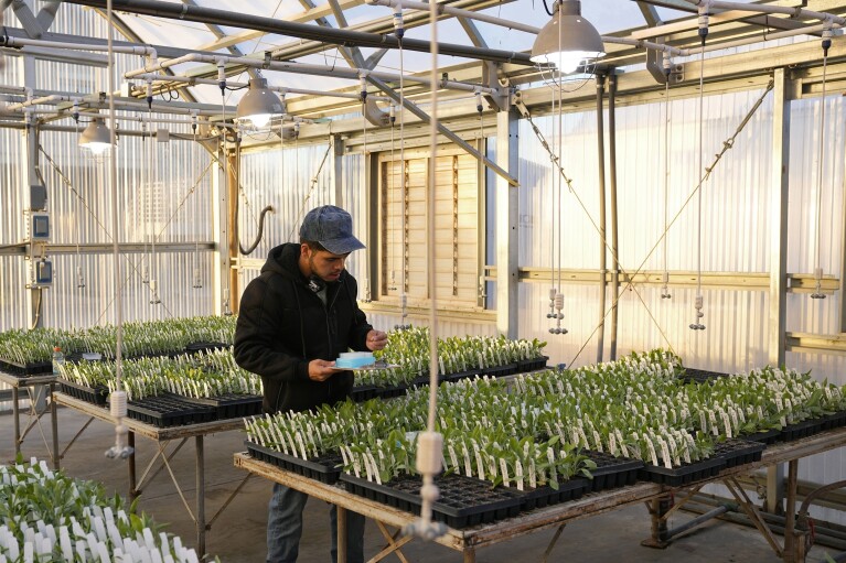 Angel Dias, Independent Contractor, works in a greenhouse with guayule plants at the Bridgestone Bio Rubber farm Monday, Feb. 5, 2024, in Eloy, Ariz. Guayule thrives amidst drought, its leaves set apart from dry dirt at a research and development farm operated by the tire company Bridgestone. (AP Photo/Ross D. Franklin)