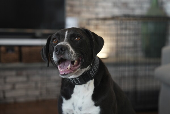 Doc, a pointer-black lab mix, poses for a photo in his home in Kearny, N.J., on Monday, June 3, 2024. (AP Photo/Mary Conlon)