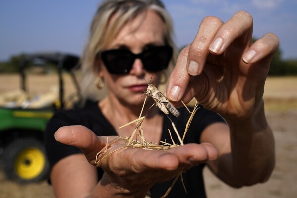 Gilda Jackson holds a grasshopper in her hands on her property in Paradise, Texas, Monday, Aug. 21, 2022. (AP Photo/Tony Gutierrez)