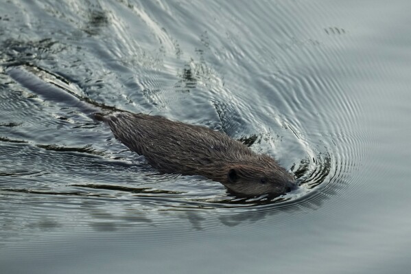 A beaver swims in Napa Creek, Wednesday, July 19, 2023, in Napa, Calif. (AP Photo/Godofredo A. Vásquez)