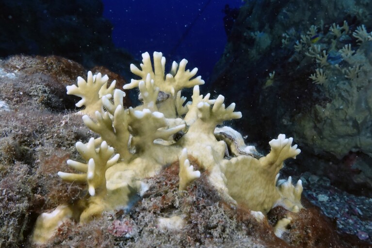 Bleached coral can be seen while snorkeling at Flower Garden Banks National Marine Sanctuary in the Gulf of Mexico on Sunday, September 11. February 17, 2023, in the Gulf of Mexico. (AP Photo/LM Otero)