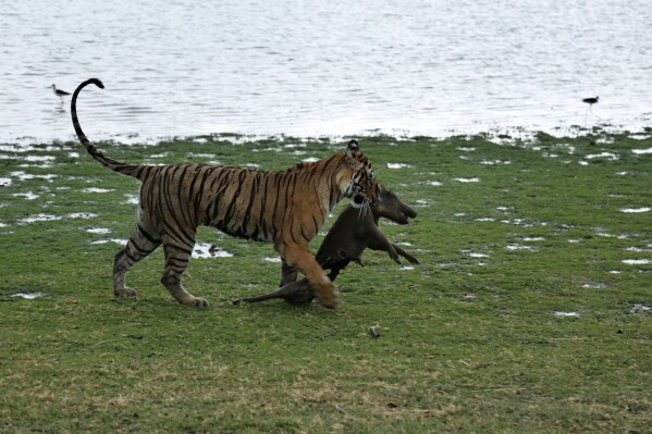 Learn about unearths India doubled its tiger inhabitants in a decade and credit conservation efforts