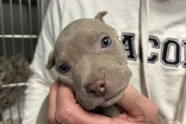 An approximately 5-week-old pit bull puppy that was found in a jacket pocket of larceny suspect out of Roseville, Mich., is held on Jan. 16, 2024. The puppy was turned over to Macomb County Animal Control. (Chris Hall/Detroit Free Press via 番茄直播)