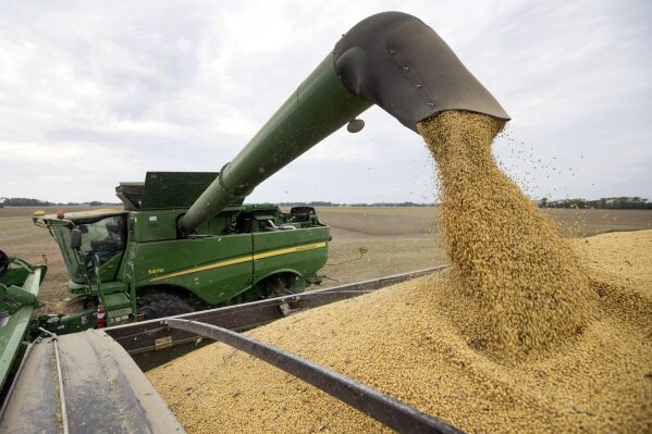 
              FILE - In this Sept. 21, 2018, file photo, Mike Starkey offloads soybeans from his combine as he harvests his crops in Brownsburg, Ind. Farmers already reeling from low prices and uncertainty amid the nation's trade dispute with China are welcoming a decision to delay a deadline for federal aid because of the partial government shutdown. Secretary of Agriculture Sonny Purdue on Tuesday, Jan. 8, 2019, announced the Agriculture Department would extend a Jan. 15 deadline for farmers to apply for payments to offset losses they incurred due to the trade dispute. (AP Photo/Michael Conroy)
            