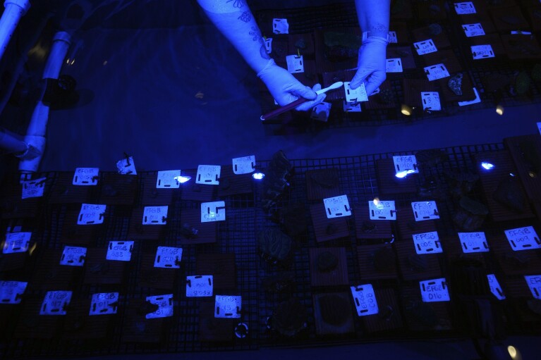 Under a special light, Brooke Zurita, a senior biologist at Moody Gardens, cleans coral samples at the Coral Rescue Laboratory in Galveston, Texas, Monday, September 10, 2019. November 18, 2023. (AP Photo/LM Otero)