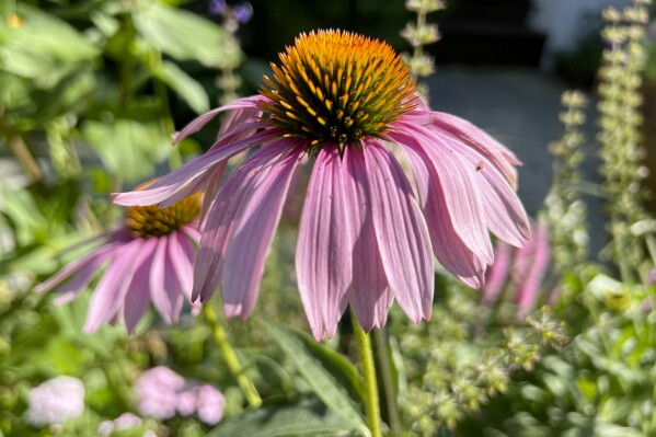 This July 28, 2023, photo provided by Jessica Damiano shows a purple coneflower (Echinacea purpurea) growing in a Long Island, New York, garden. The plants are heat- and drought-tolerant. (Jessica Damiano via AP)