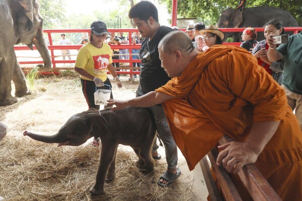 Mother, Chamchuri, stand with newborn elephant twins female, left, and male, right, in Ayutthaya province, Thailand, Monday, June 10, 2024. Buddhist monks in Thailand on Friday blessed twin baby elephants, one male, the other female, a week after their rare birth came close to being a tragedy. (AP Photo/Nathathaida Adireksara)