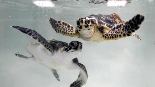 Sea turtles swim at a tank inside the Marine Rehabilitation center of the Abu Dhabi National Aquarium in Abu Dhabi, United Arab Emirates, Tuesday, June 13, 2023. Turtles that wash ashore in Abu Dhabi are rescued, rehabilitated and then released back into the ocean. (AP Photo/Kamran Jebreili)