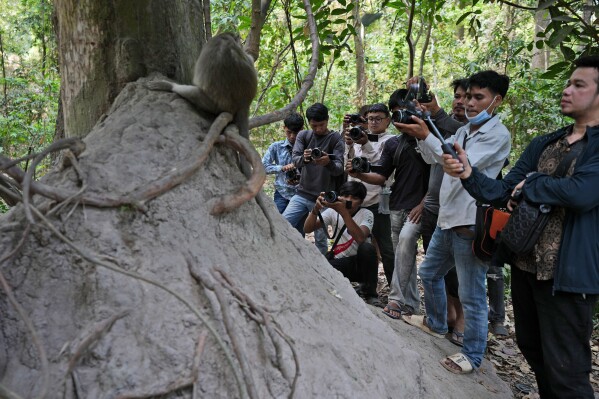 Local YouTubers take videos of monkeys near Bayon temple, at Angkor Wat temple complex in Siem Reap province, Cambodia, Tuesday, April 2, 2024. Cambodian authorities are investigating the abuse of monkeys at the famous Angkor UNESCO World Heritage Site. Officials say some YouTubers are physically abusing the macaques to earn cash by generating more views. (AP Photo/Heng Sinith)