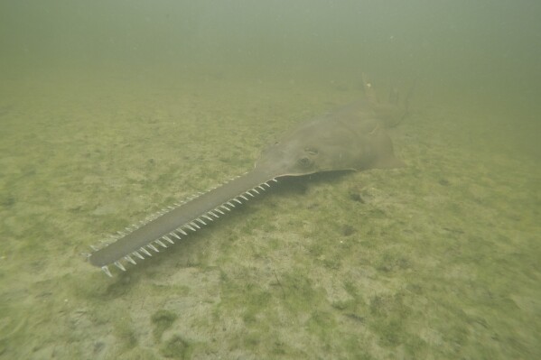 Deadly fish traps found in River Skerne 