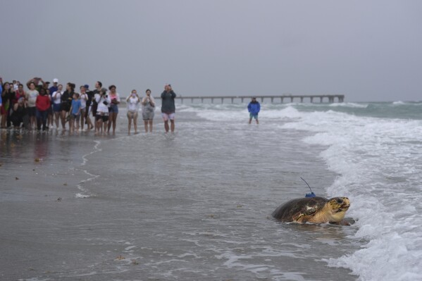 People look on as an adolescent loggerhead sea turtle named Dilly-Dally, whose front flipper was amputated after she was rescued in January suffering from predator wounds, crawls into the Atlantic Ocean after being released, on the beach in front of Loggerhead Marinelife Center in Juno Beach, Fla., Wednesday, June 4, 2025. (AP Photo/Rebecca Blackwell)