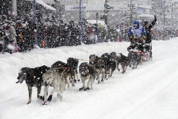 FILE - Jeff King takes his sled dog team through a snowstorm in downtown Anchorage, Alaska, March 4, 2022, during the ceremonial start of the Iditarod Trail Sled Dog Race. Only 33 mushers will participate in the ceremonial start of the Iditarod on Saturady, March 4, the smallest field ever. (AP Photo/Mark Thiessen, File)