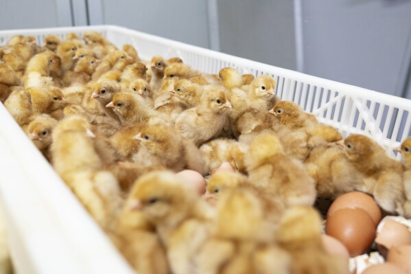 Newly hatched chicks are seen after being sorted in a machine that provides a new technique to enable hatcheries to peek into millions of fertilized eggs and spot male embryos, then grind them up for other uses before they mature into chicks, in Wilton, Iowa, Dec. 10, 2024. This is an alternative to the longstanding practice of chick culling when male chicks are killed because they have little monetary value since they do not lay eggs. (Courtesy Tony Reidsma via AP)