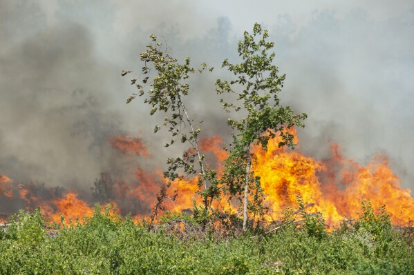 Fires burn along Highway 27 in Beauregard Parish, La., Thursday, Aug. 24, 2023. The wildfire in southwestern Louisiana forced 1,200 residents in the town of Merryville, located in Beauregard Parish, to evacuate on Thursday. (Brad Bowie/The Times-Picayune/The New Orleans Advocate via AP)