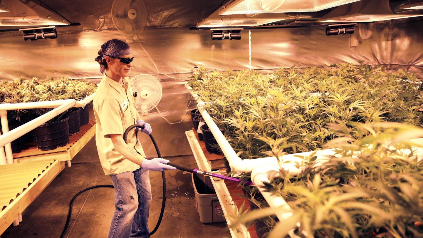 Colorado bersiap untuk penjualan mariyuana AS legal pertama