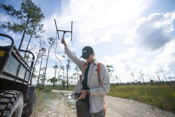 In this Thursday, June 6, 2019 photo, biologist Jillian Josimovich, with the U.S. Geological Survey, uses a tracker to find a Burmese python named Charlie 5 at Big Cypress National Preserve, Fla. A radio transmitter is surgically installed into the snake's scaly skin, making it easier for researchers to locate snakes in the study. (Leah Voss/TCPalm.com via AP)